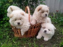 Chow Chow Puppies