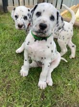 Dalmatian puppies