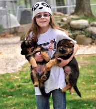 German Shepherd Puppies
