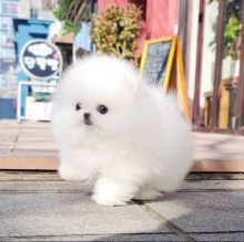 Home Raised Pomeranian puppies for sale.