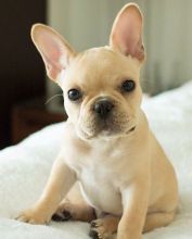 Lovely Male and Female French Bulldog Puppies for Adoption