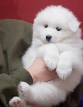 Male and female Samoyed Puppies