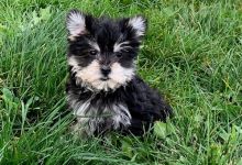 Morkie puppies