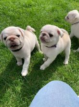 Outstanding Pug Puppies For Caring And Wonderful Homes
