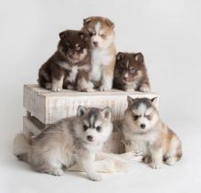 Pomsky puppies