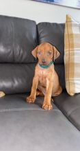 Rhodesian Rigebeck puppies