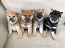 Shiba Inu Puppies