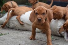 Vizsla Puppies