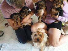 Yorkie Puppies