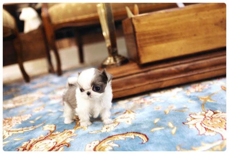 Adorable Male And Female Shih Tzu Puppies(trybnu88790@gmail.com) Image eClassifieds4u