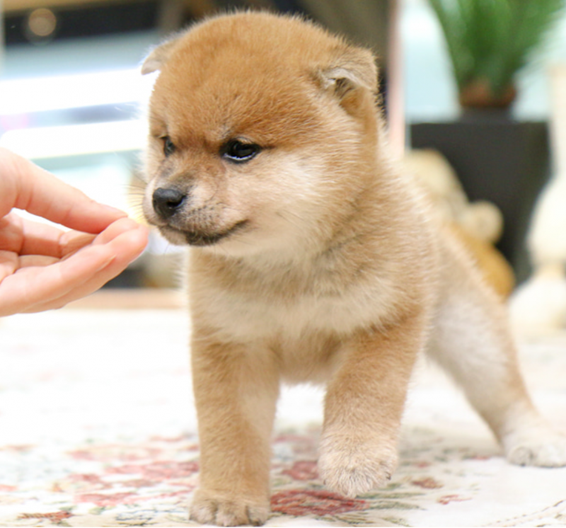 Amazingly Looking Shiba inu puppies Image eClassifieds4u