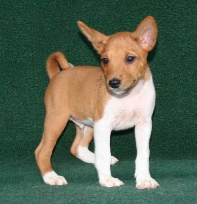 Basenji Puppies ready Image eClassifieds4u