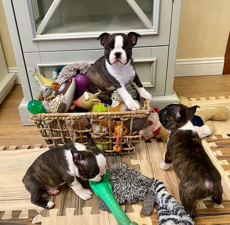 Boston Terrier puppies available Image eClassifieds4u