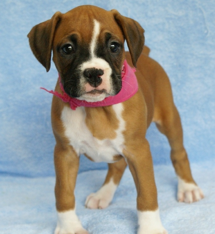 Boxer puppies Image eClassifieds4u