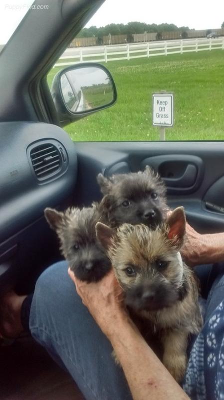 Cairn Terrier pups looking for new homes Image eClassifieds4u