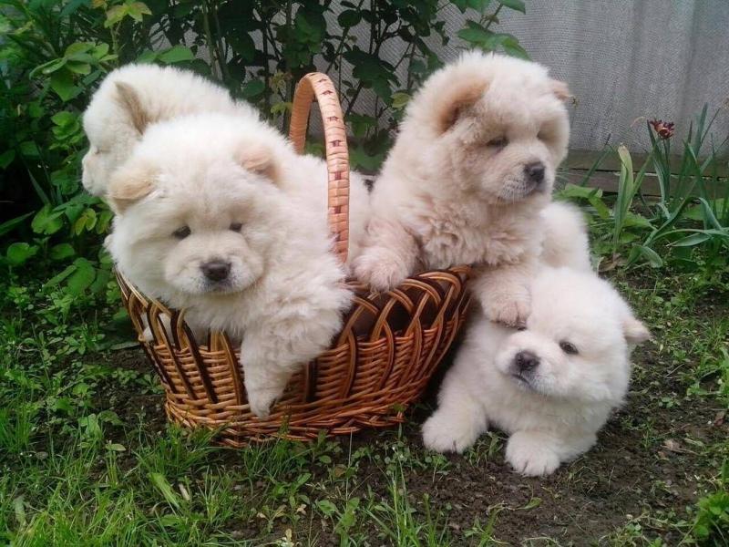Chow Chow Puppies Image eClassifieds4u