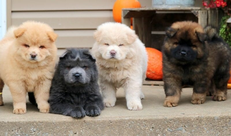 Chow Chow Puppies Image eClassifieds4u