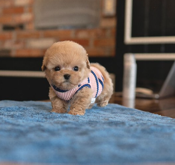 Cute Maltipoo puppies Image eClassifieds4u