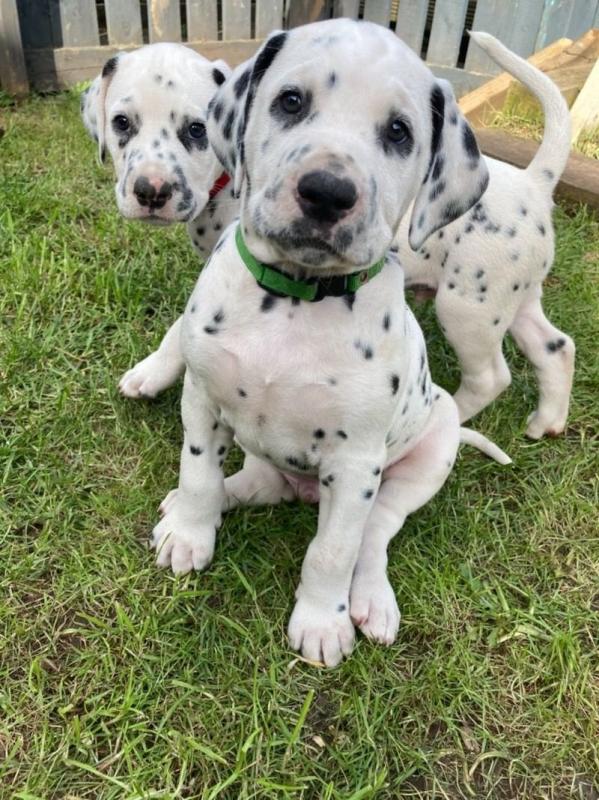 Dalmatian puppies Image eClassifieds4u