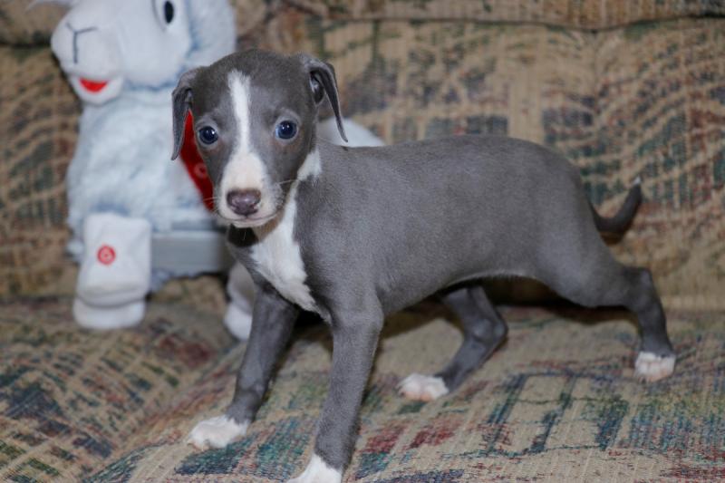 Italian Greyhound puppies Image eClassifieds4u