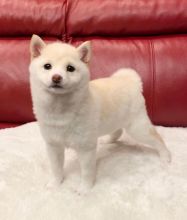 💗💕💗 LOVELY SIHBA INU PUPPIES 🟥🍁🟥 READY TO GO NOW ✅💯✈️ Image eClassifieds4u 2