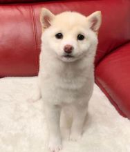 💗💕💗 LOVELY SIHBA INU PUPPIES 🟥🍁🟥 READY TO GO NOW ✅💯✈️ Image eClassifieds4u 2