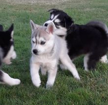 Alaskan Klee Kai puppies for sale Image eClassifieds4U
