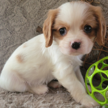 Cavalier king charles spaniels puppies Image eClassifieds4u 2