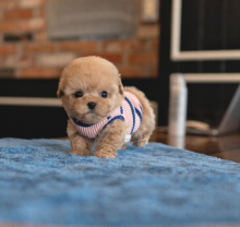 Cute Maltipoo puppies Image eClassifieds4u 4