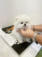 Gorgeous, top quality Pomeranian puppies for adoption. Image eClassifieds4U