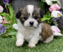 Male and female Shih tzu puppies Image eClassifieds4u 1