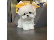 Maltese Puppies for adoption Image eClassifieds4U