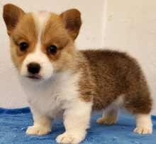 Pembroke Welsh Corgi Puppies Image eClassifieds4u 2