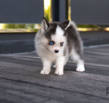 Pomsky puppies available Image eClassifieds4u 2