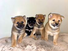 Shiba Inu Puppies Image eClassifieds4u 2