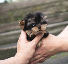 Teacup Yorkie puppies Image eClassifieds4u 3