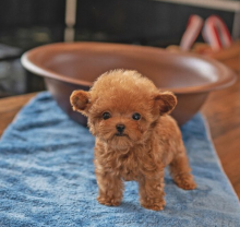 Toy Poodle puppies Image eClassifieds4u 2