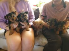 Yorkie Puppies Image eClassifieds4u 2