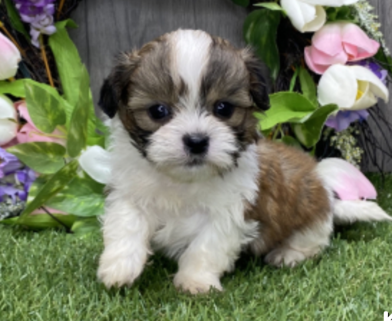 Male and female Shih tzu puppies Image eClassifieds4u
