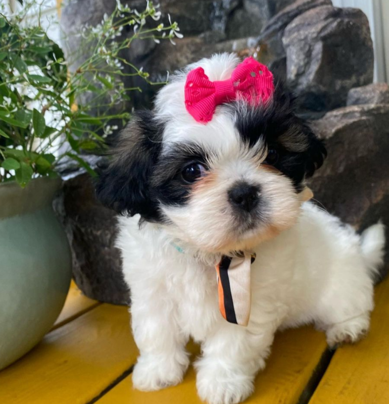 Male and female Shih tzu puppies Image eClassifieds4u