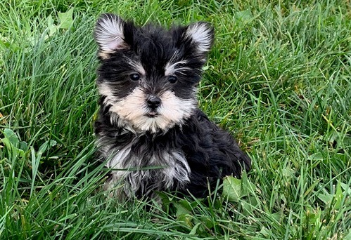 Morkie puppies Image eClassifieds4u