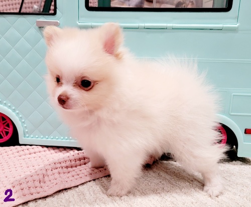 Precious Pomeranian puppies Available Image eClassifieds4u