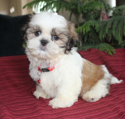 Shih Tzu puppies Image eClassifieds4u