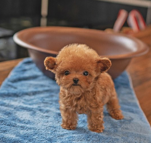 Toy Poodle puppies Image eClassifieds4u
