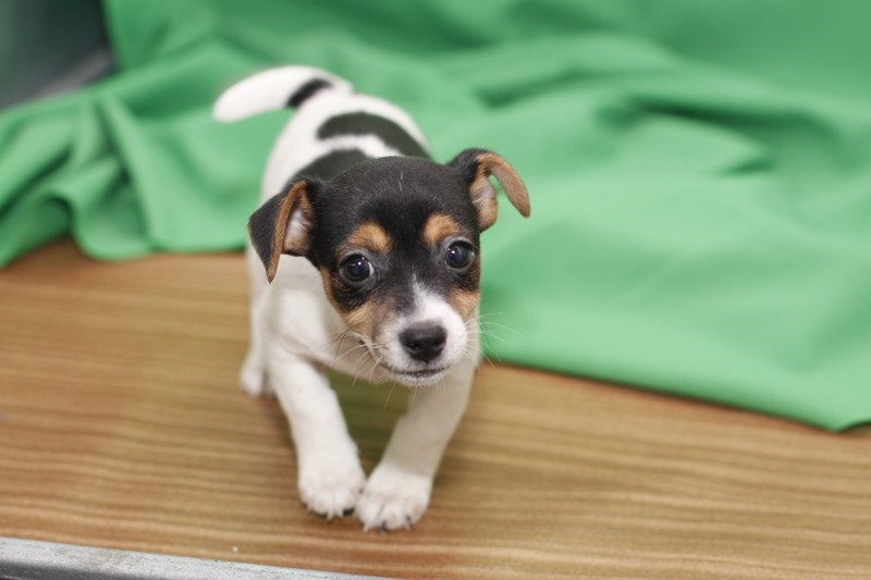 Two Jack Rusell terrier puppies, Image eClassifieds4u