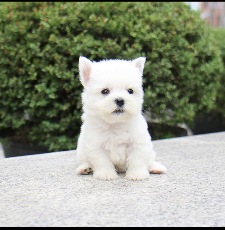 West highland terrier puppies Image eClassifieds4u