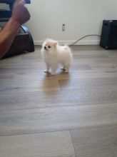 13 Week Old Pomeranian Male and Female Puppy