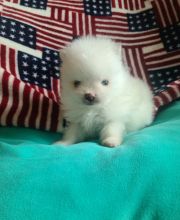 AKC registered Pomeranian puppies for adoption.