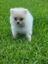 Beautiful litter of Pomeranian puppies for sale.