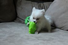 Beautiful T-cup Pomeranian for sale.